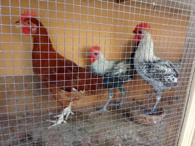 Egyptian fayomi Male pathay for sale