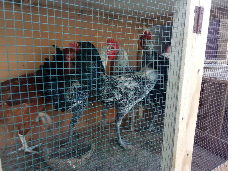 Egyptian fayomi Male pathay for sale — photo 2