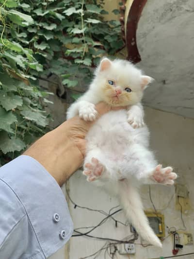 Kitten for sale