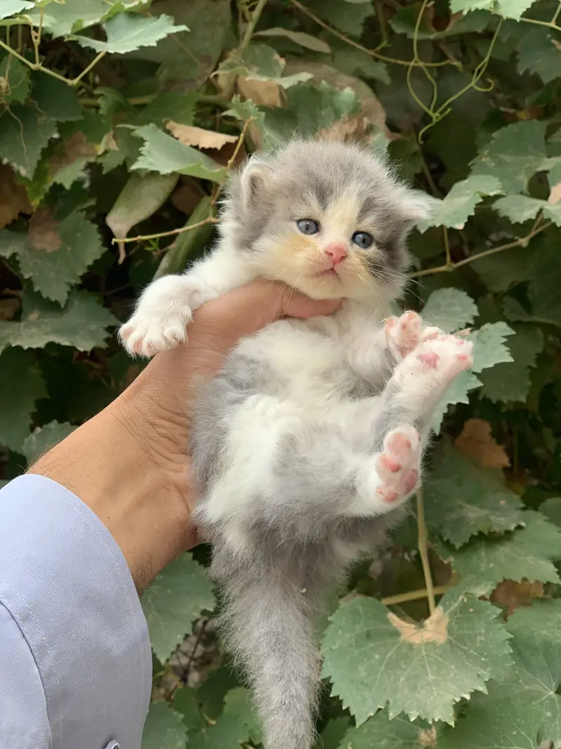 Kitten for sale — photo 2