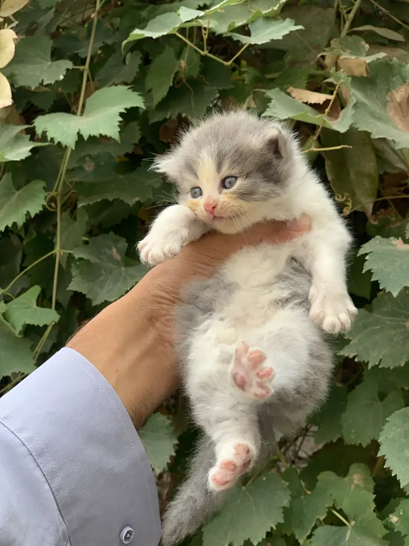 Kitten for sale — photo 3