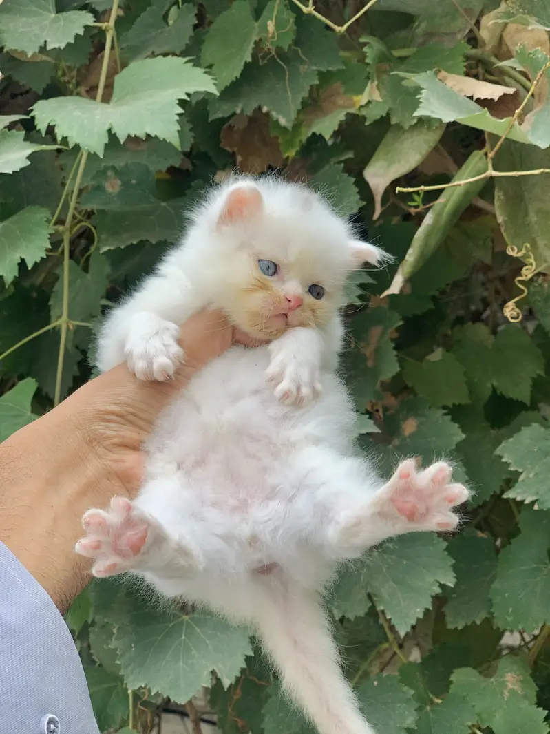 Kitten for sale — photo 4