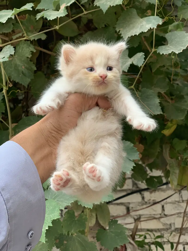 Kitten for sale — photo 5
