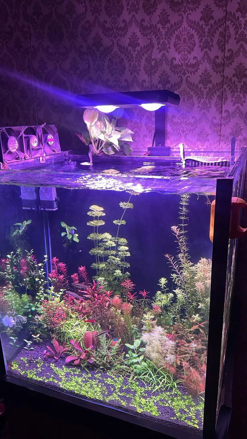 Fish aquarium with back Sump — photo 2