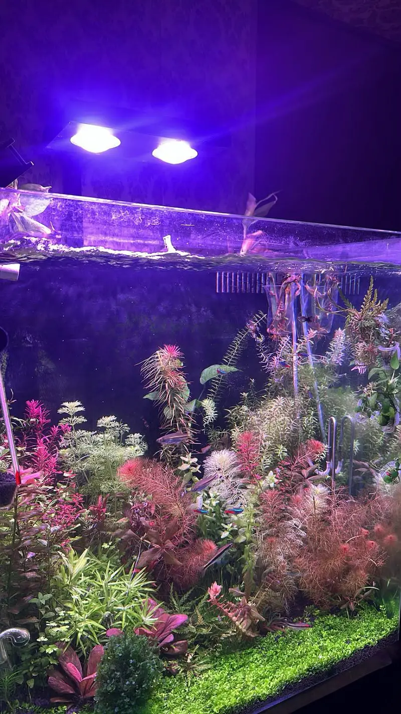 Fish aquarium with back Sump — photo 6