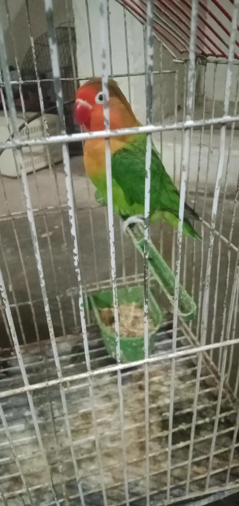 Fisher female