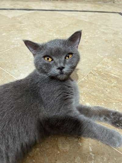 BRITISH SHORT HAIR | VACCINATED | BREEDER CAT | TRAINED |