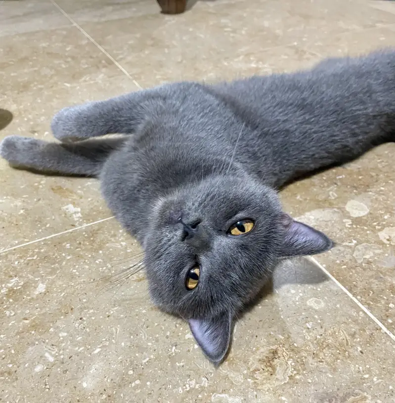 BRITISH SHORT HAIR | VACCINATED | BREEDER CAT | TRAINED | — photo 2