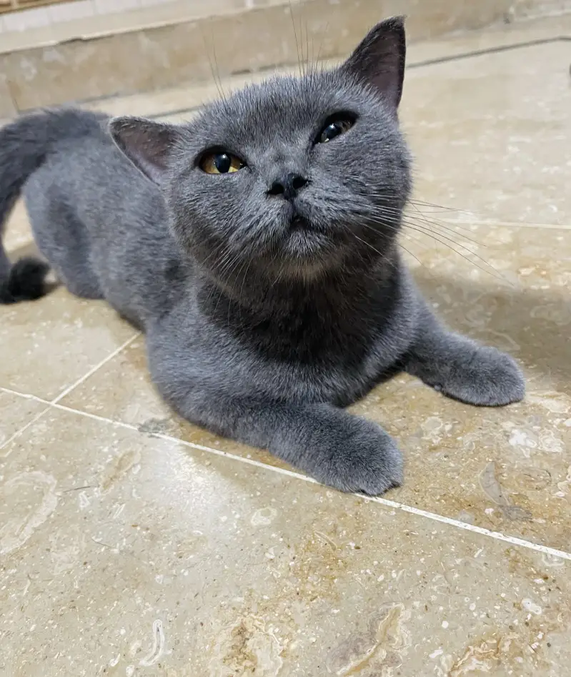 BRITISH SHORT HAIR | VACCINATED | BREEDER CAT | TRAINED | — photo 3
