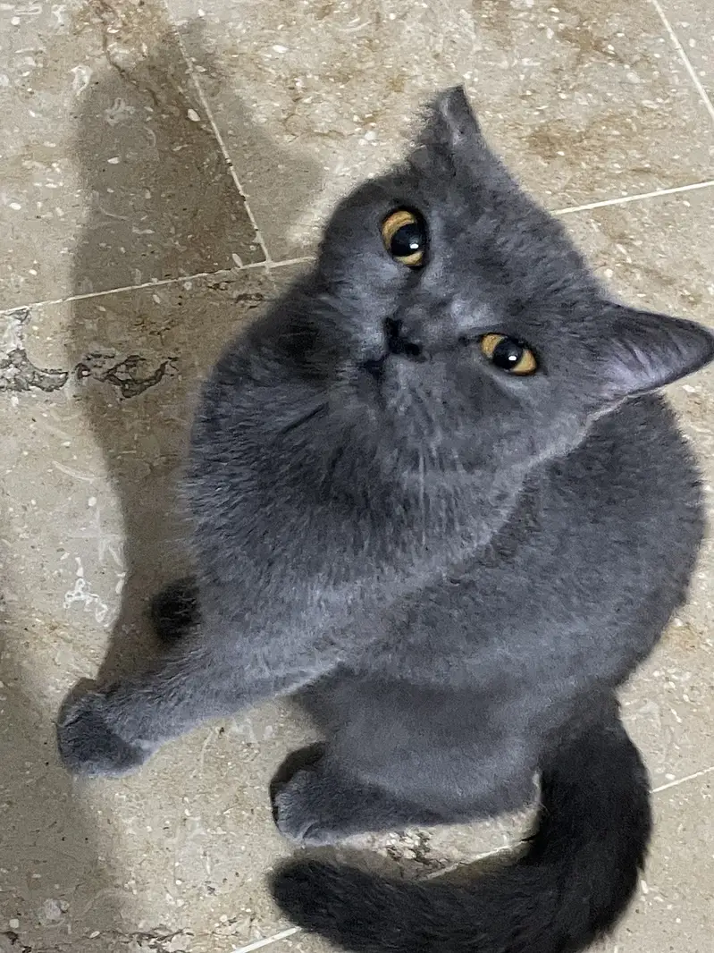 BRITISH SHORT HAIR | VACCINATED | BREEDER CAT | TRAINED | — photo 4