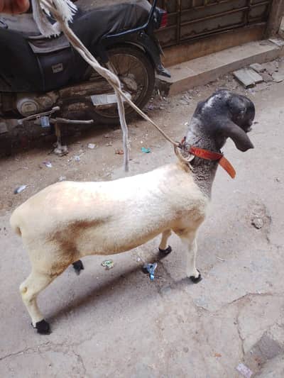 Nasal Mundra 6 Mahine Ke Dumbbe  Dono Mail Hai