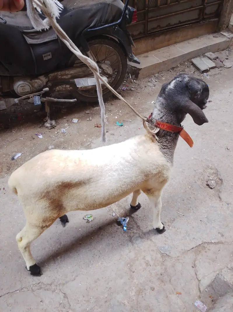 Nasal Mundra 6 Mahine Ke Dumbbe  Dono Mail Hai
