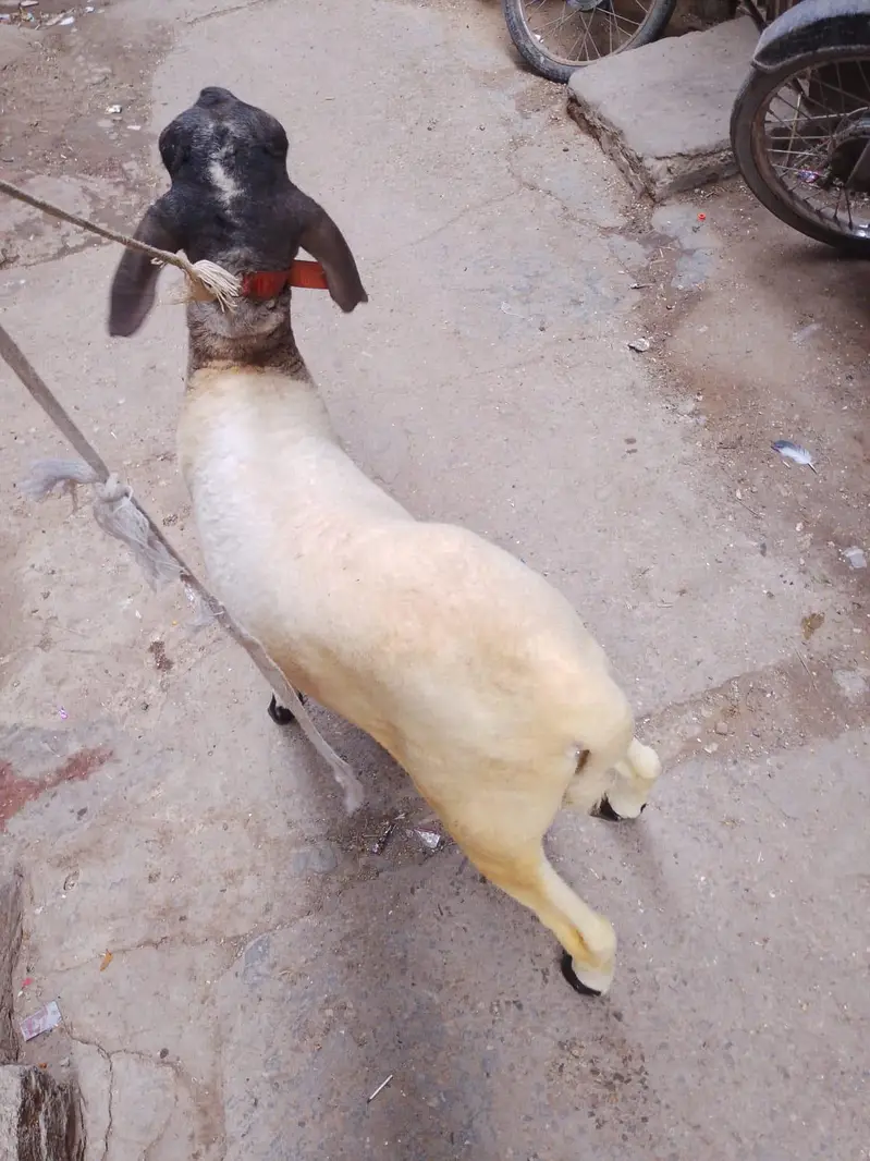 Nasal Mundra 6 Mahine Ke Dumbbe  Dono Mail Hai — photo 2