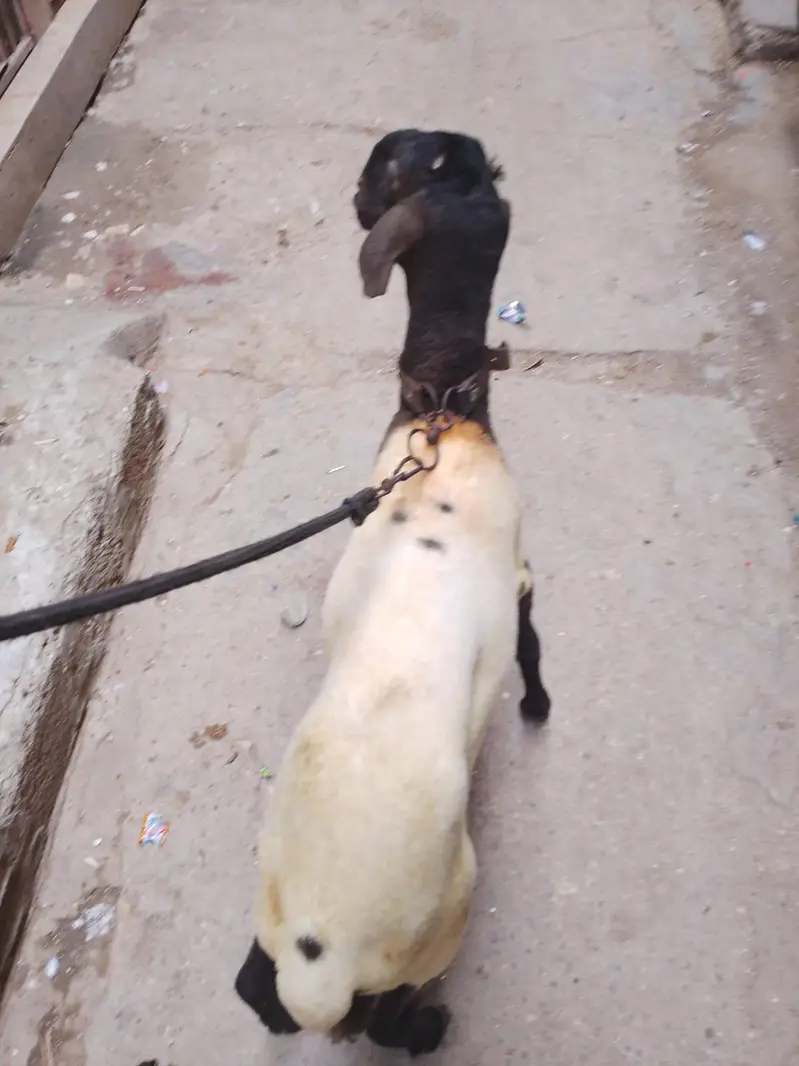 Nasal Mundra 6 Mahine Ke Dumbbe  Dono Mail Hai — photo 4