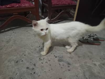 triple coat male