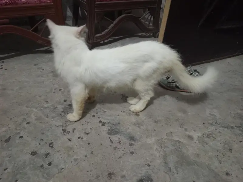 triple coat male — photo 2