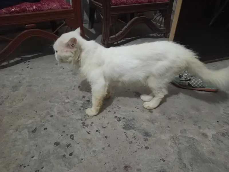 triple coat male — photo 3