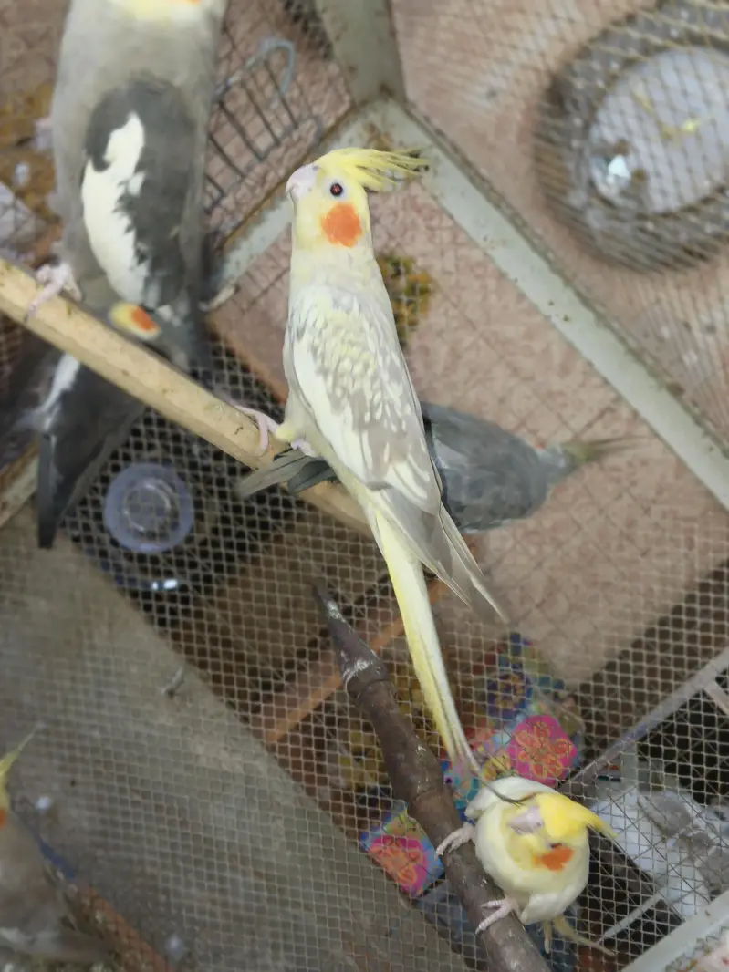 Exhibition Cocktails Breeder Pairs 03114333791 — photo 4