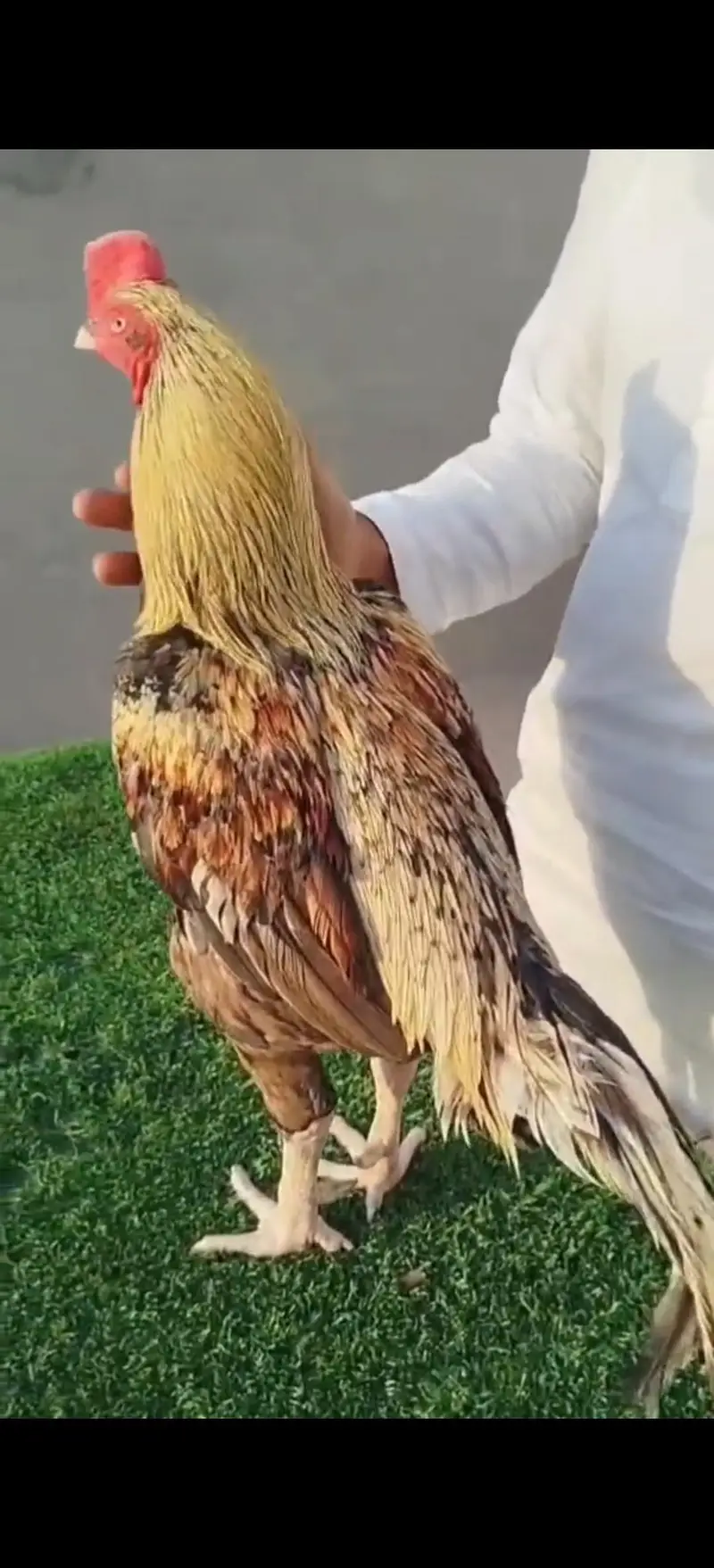 High quality Aseel Murg — photo 11