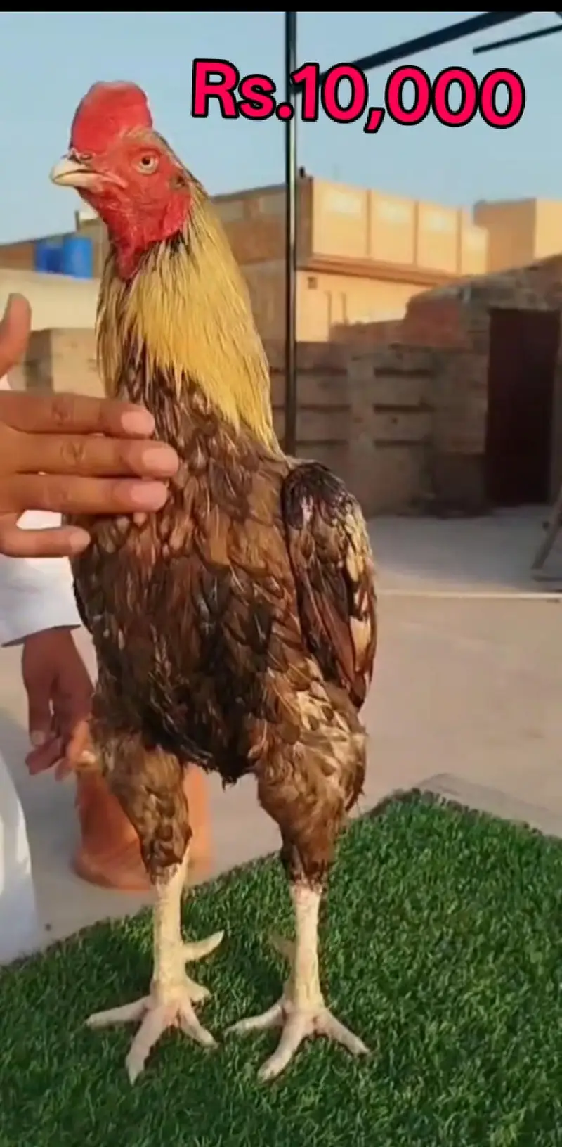 High quality Aseel Murg — photo 12