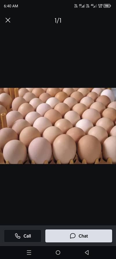 dasi eggs and dasi morgay for sale Whatsapp number 03251861236