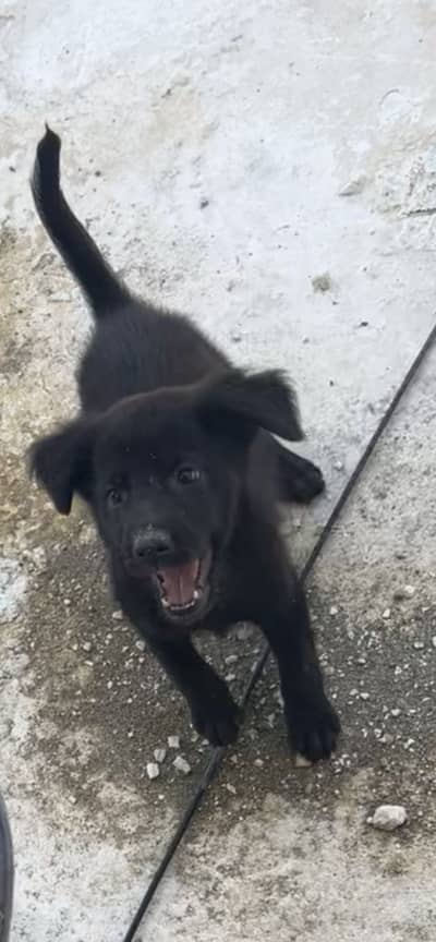 belgian mix shepherd