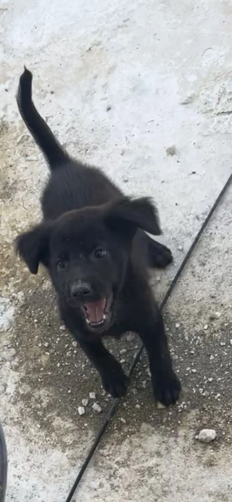 belgian mix shepherd