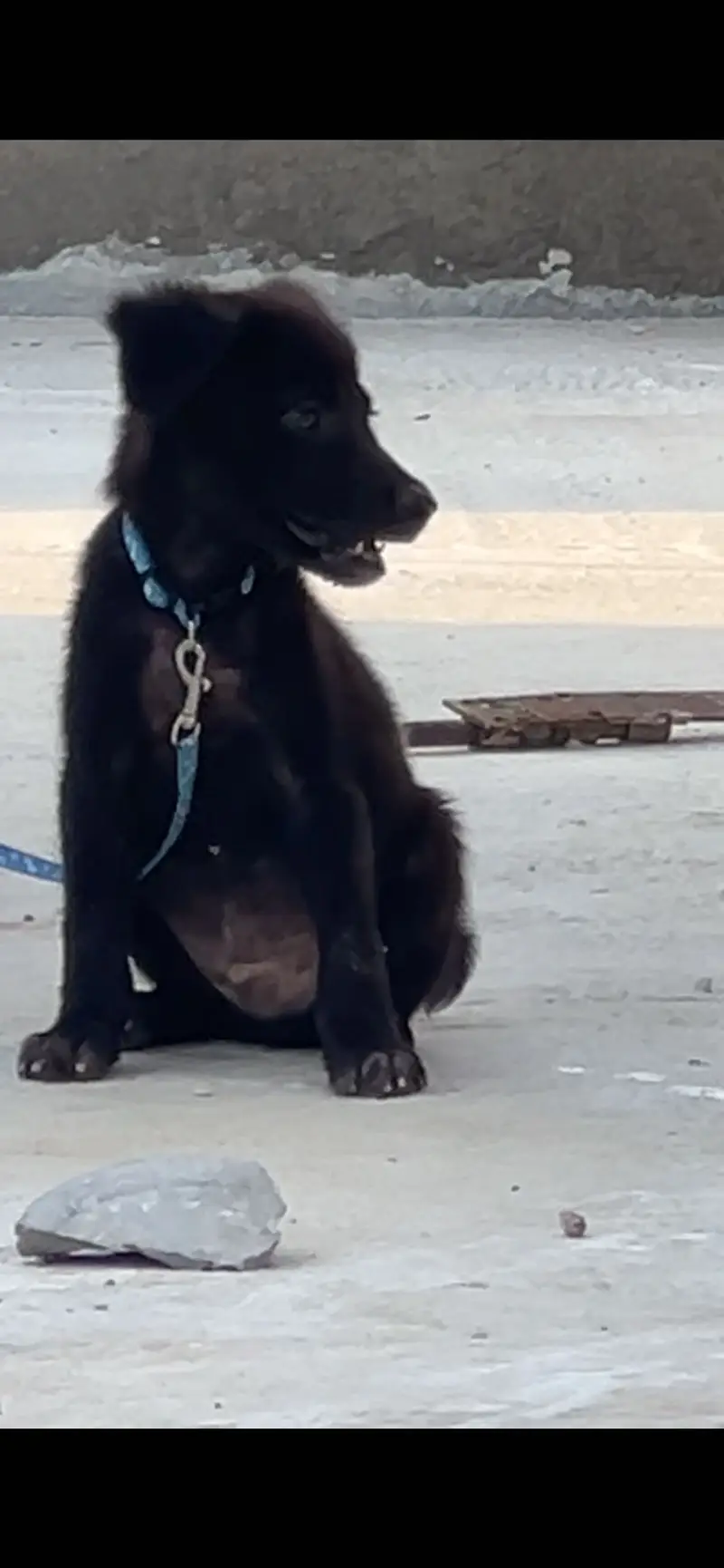 belgian mix shepherd — photo 2