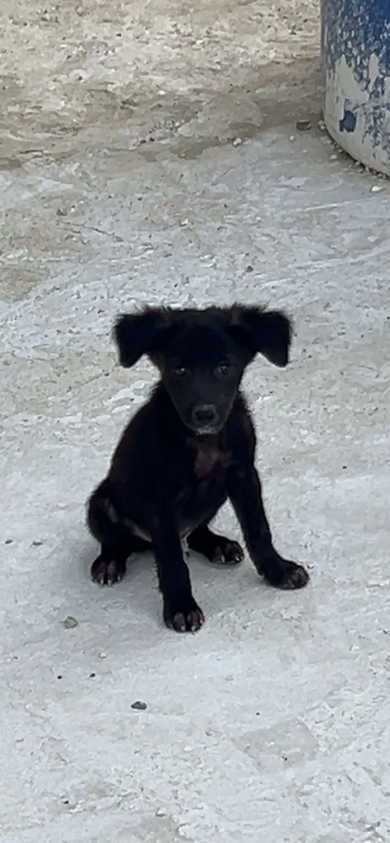 belgian mix shepherd — photo 3