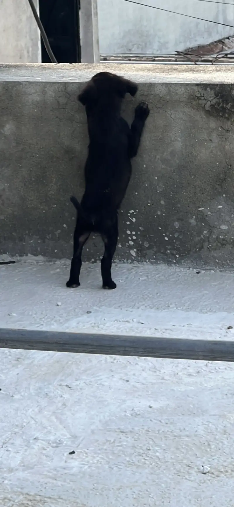 belgian mix shepherd — photo 4