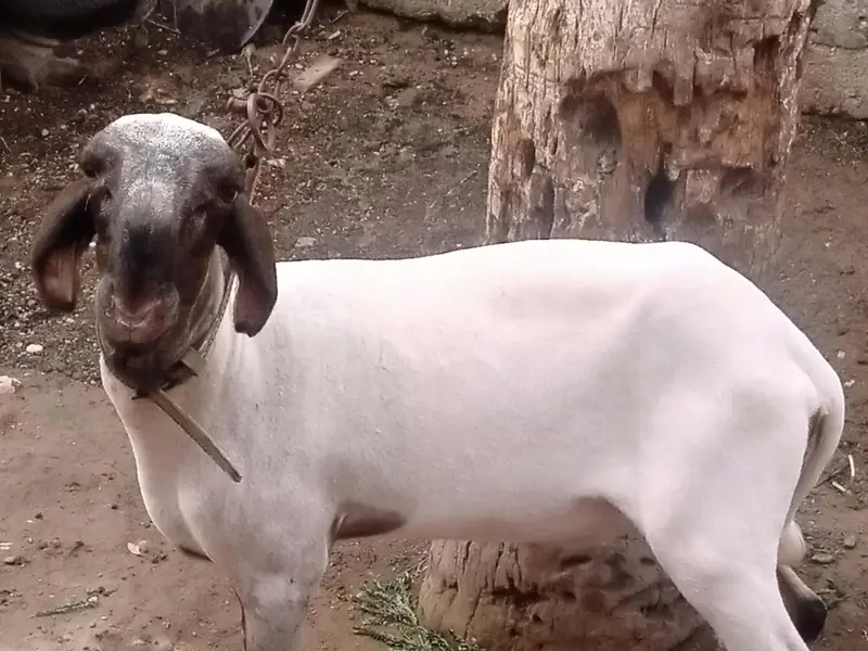 bahut achcha hai