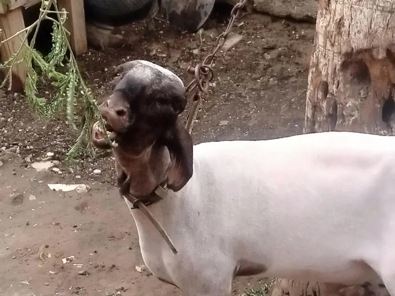bahut achcha hai — photo 2