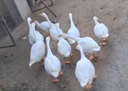 long ne. ducks
