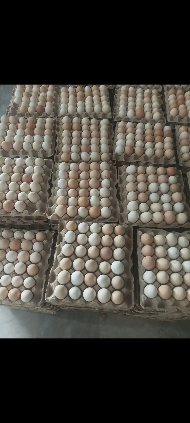 dasi eggs and dasi morgay for sale Whatsapp number 03251861236 — photo 2