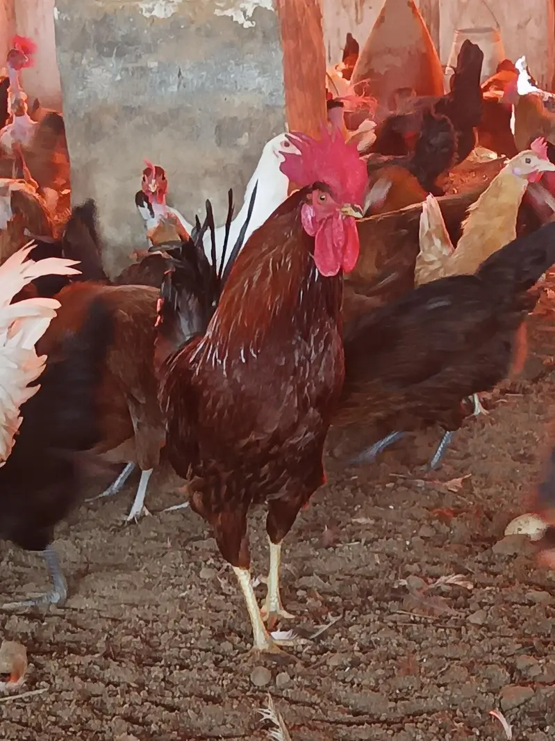 dasi eggs and dasi morgay for sale Whatsapp number 03251861236 — photo 3