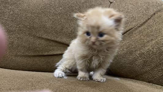 Triple code Kitten
