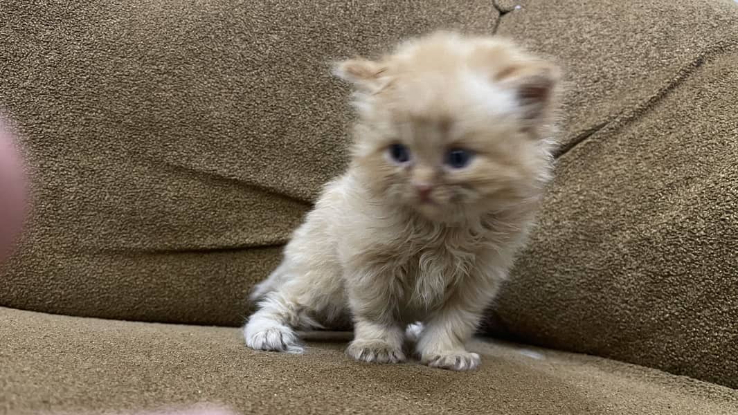 Triple code Kitten 0