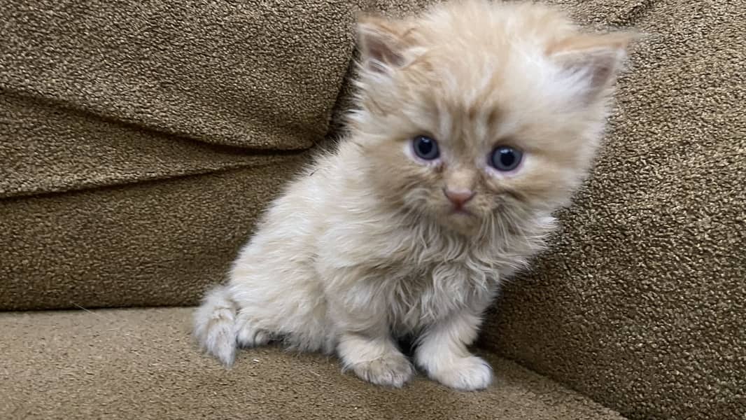 Triple code Kitten 1
