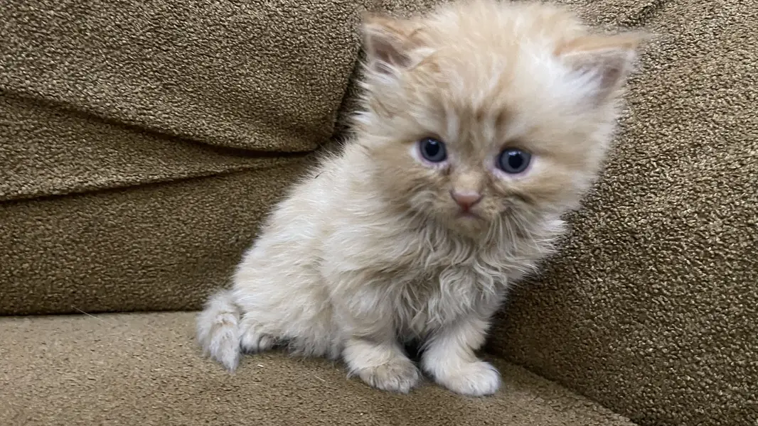 Triple code Kitten — photo 2