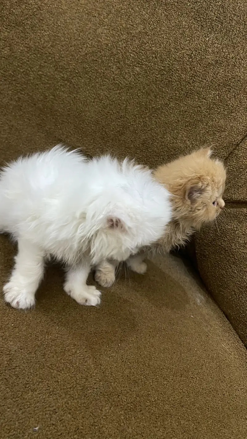 Triple code Kitten — photo 3