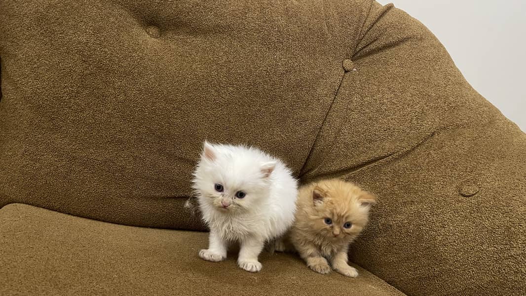 Triple code Kitten 3