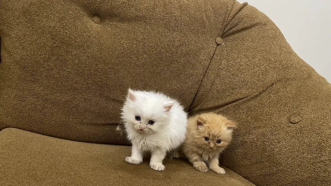 Triple code Kitten — photo 4