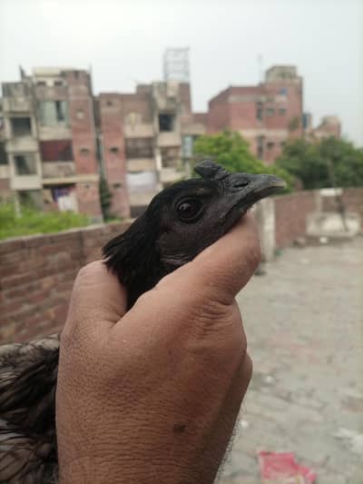 Dragon and burme pokay hen