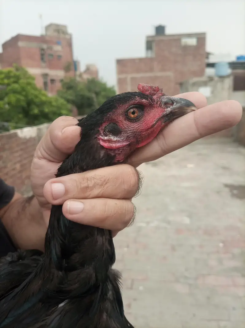 Dragon and burme pokay hen — photo 2