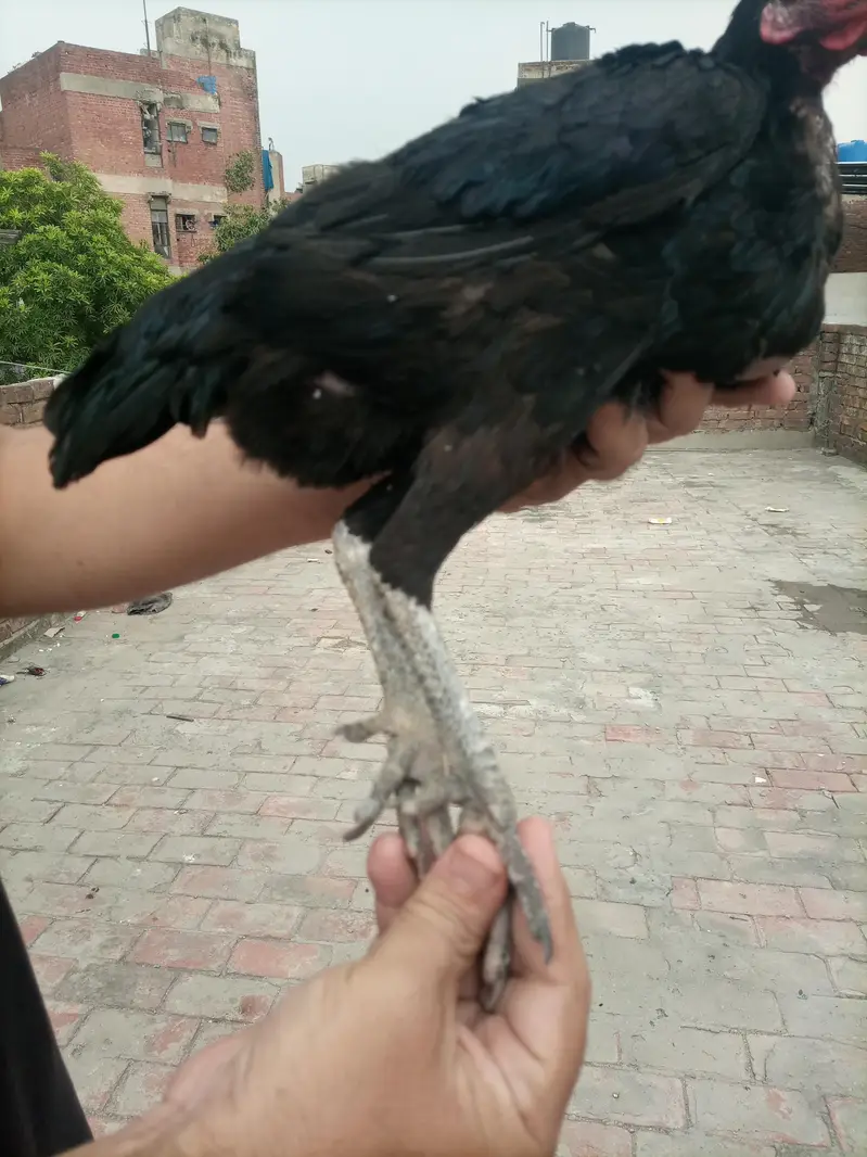 Dragon and burme pokay hen — photo 3