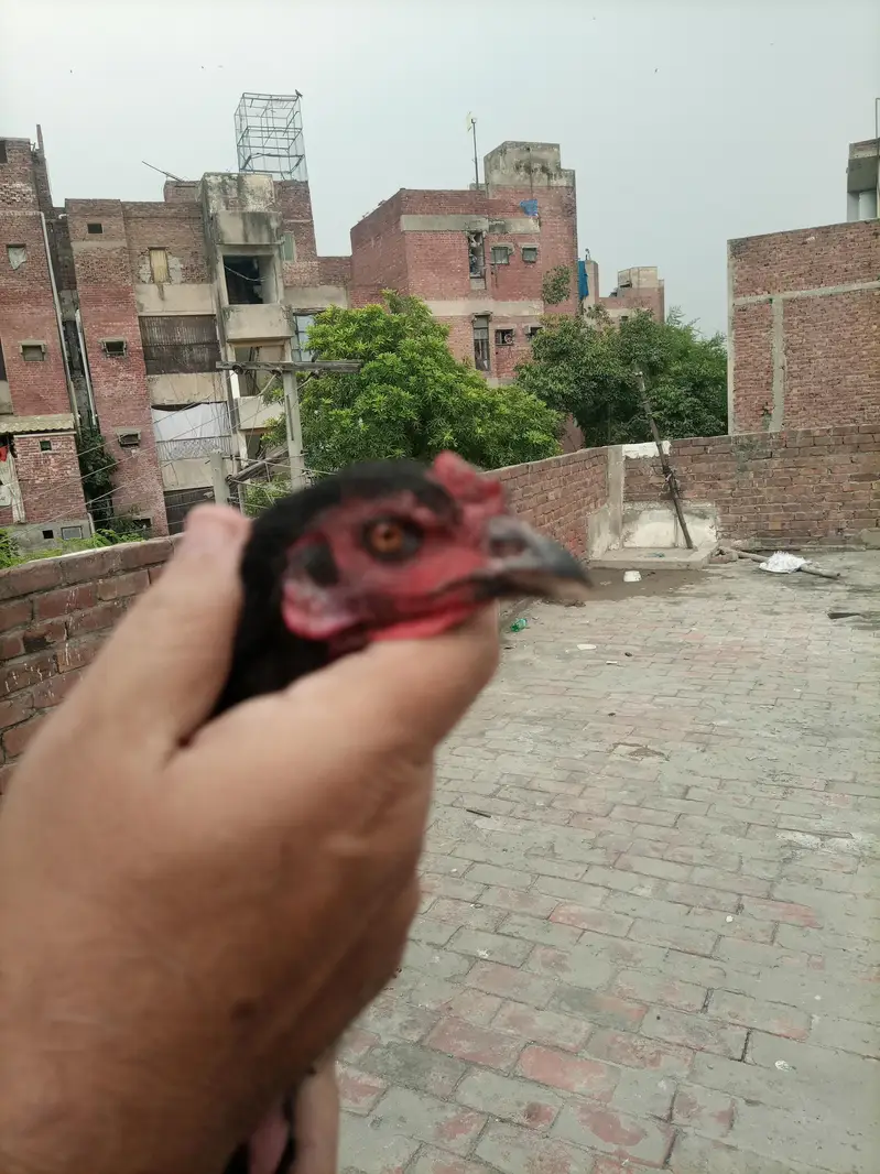 Dragon and burme pokay hen — photo 4