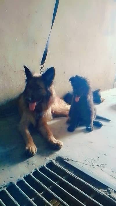 good dog