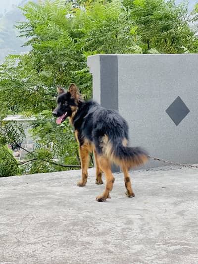 German shepherd female for sale long cort urgent sale