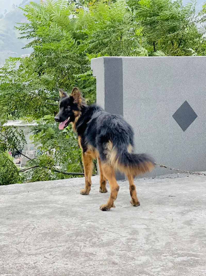 German shepherd female for sale long cort urgent sale