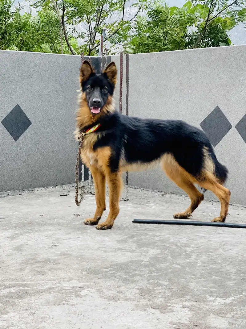 German shepherd female for sale long cort urgent sale — photo 2